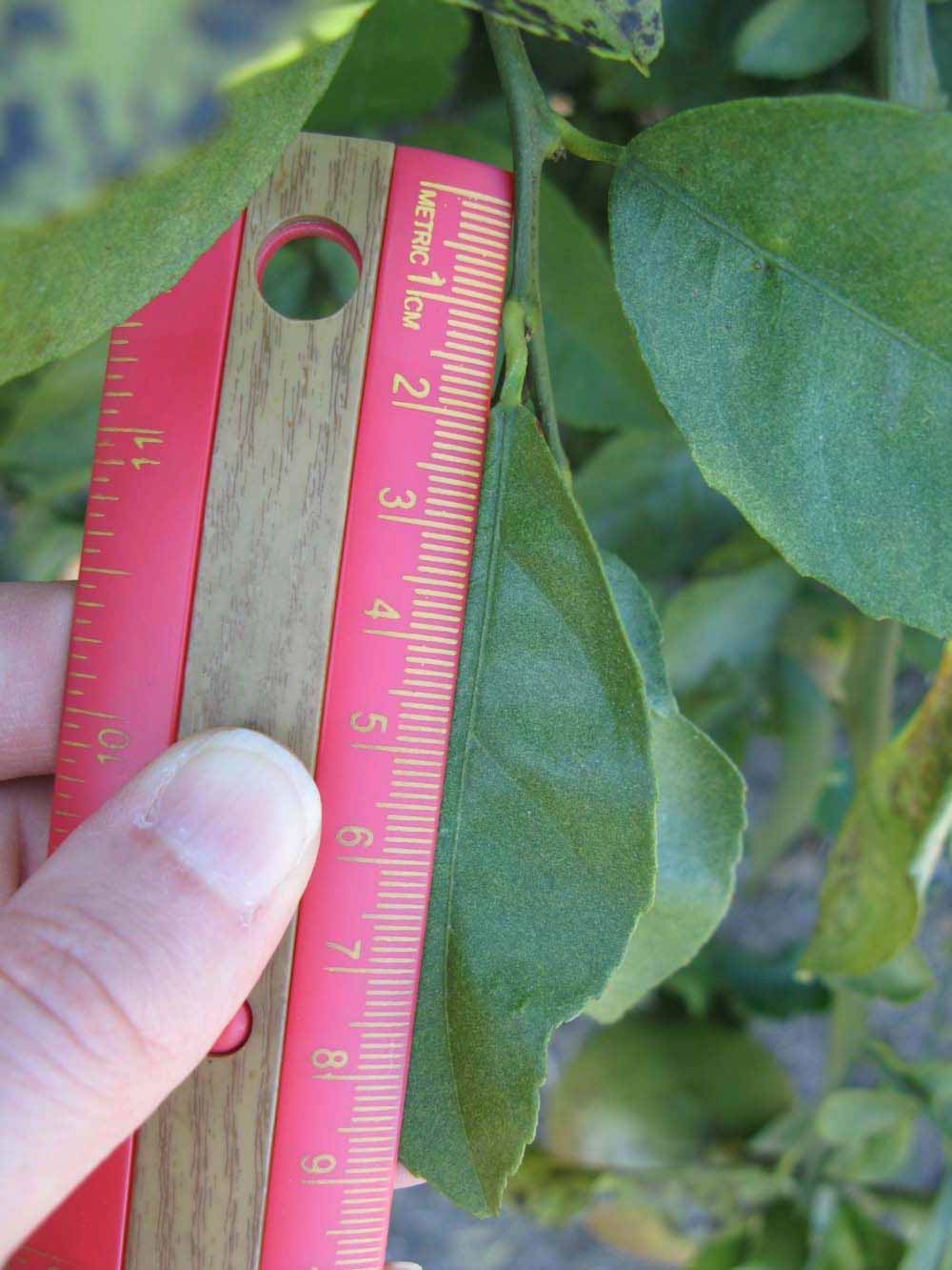              Unifoliolate leaf (Winter Haven, FL)       